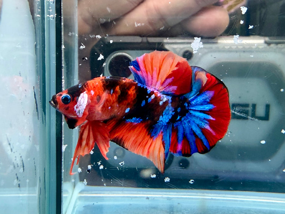* Betta * HMPK (Actual Fish) #82