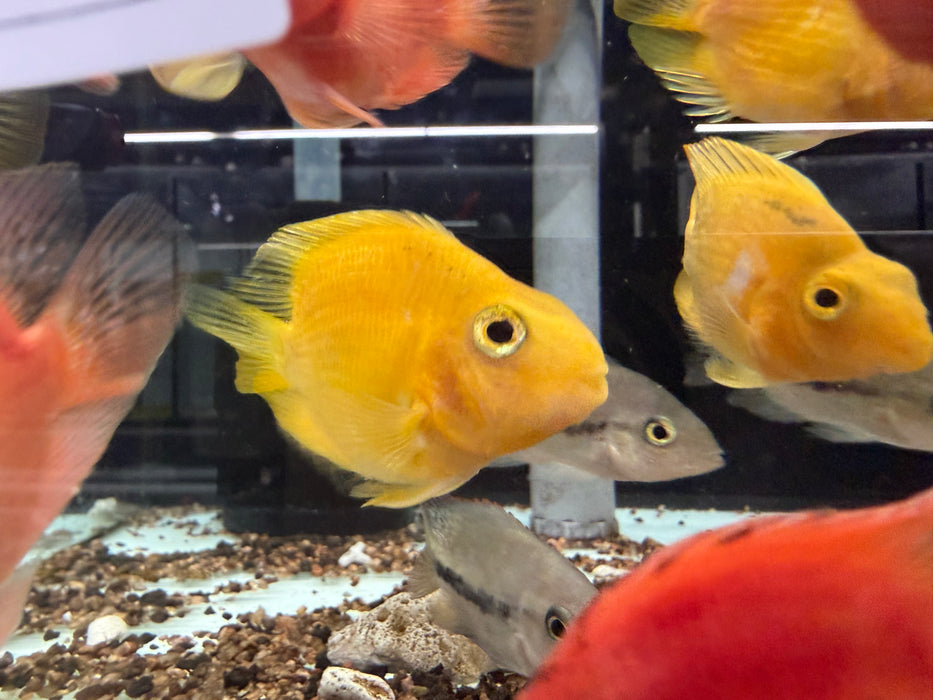 * Cichlids * Yellow Blood Red Parrot Cichlid