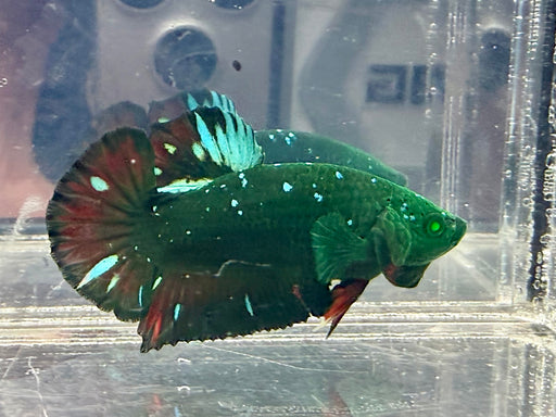 * Betta * HMPK (Actual Fish) #08