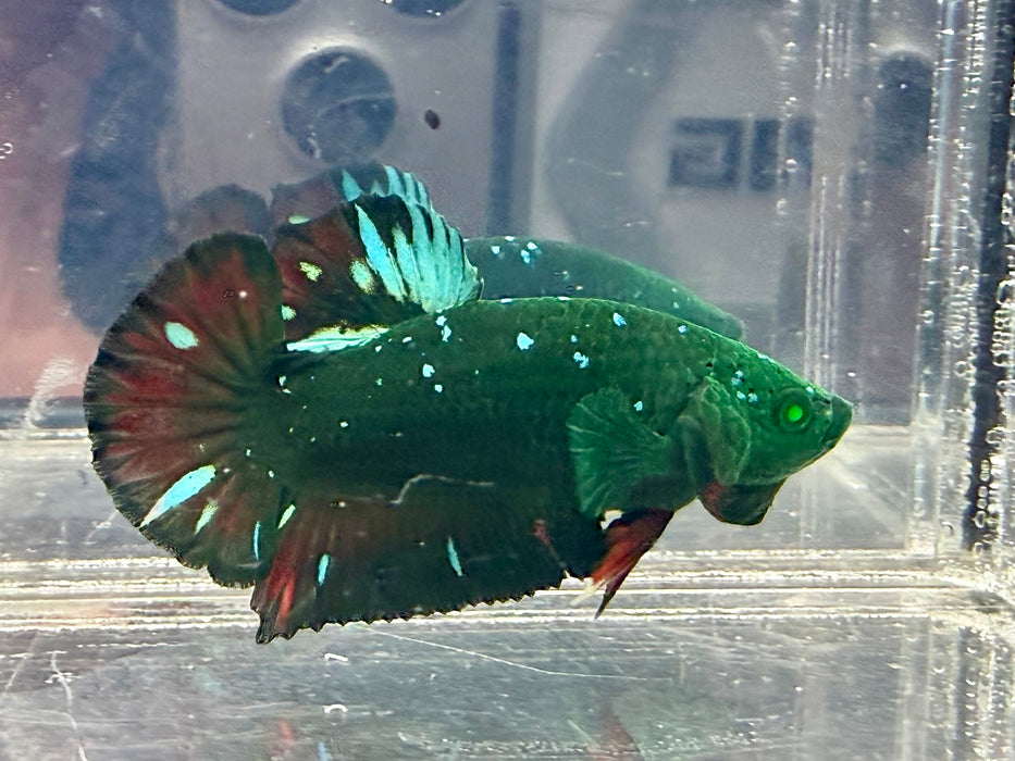 * Betta * HMPK (Actual Fish) #08