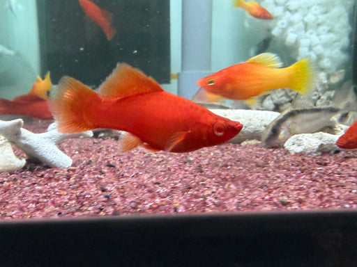 * Livebearers * Full Red High Fin Lyretail Swordtail
