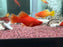 * Livebearers * Full Red High Fin Lyretail Swordtail