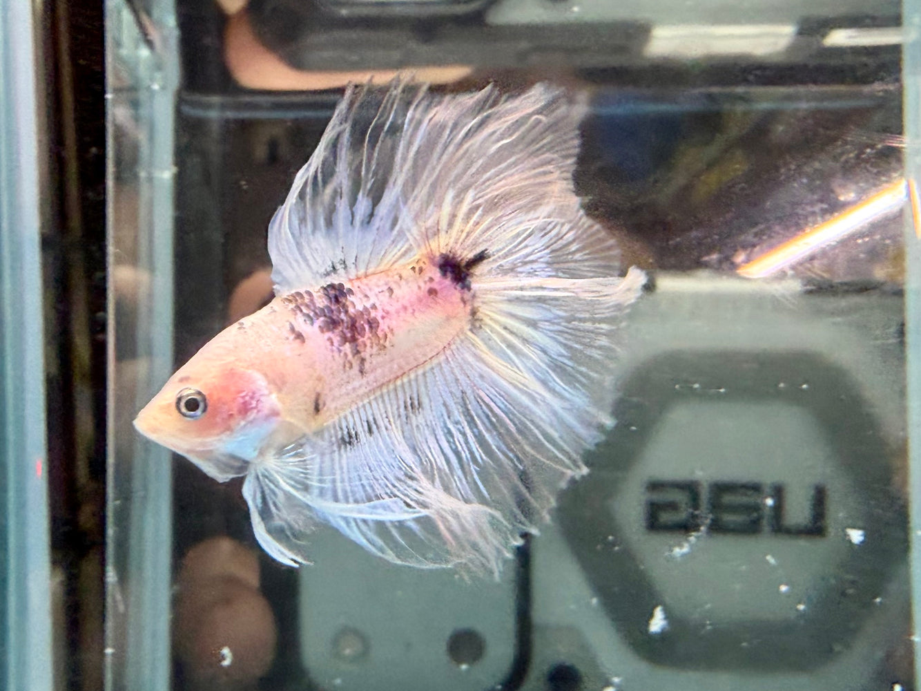 * Betta * Junior DTHM Doubletail Halfmoon (Actual Fish) #23