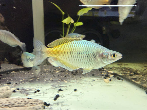 * Tetra/Barb  * Melanotaenia boesemani MALE (Boesemani Rainbowfish) 5-6cm