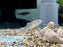 * Other Species *  Apricaphanius Saourensis (Sahara Pearl Killifish) 2-3cm