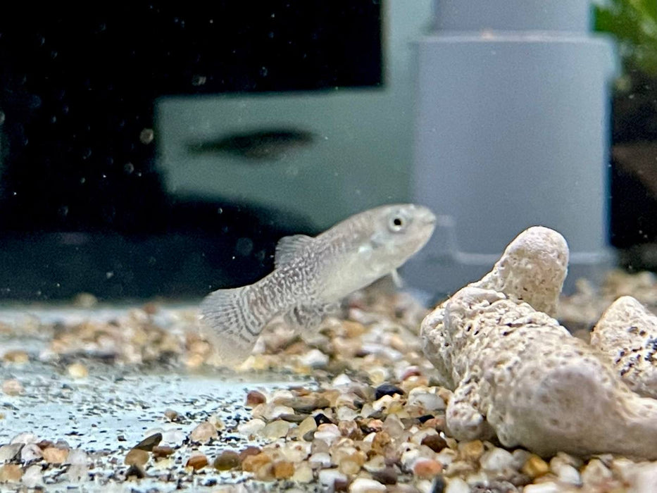 * Other Species *  Apricaphanius Saourensis (Sahara Pearl Killifish) 2-3cm
