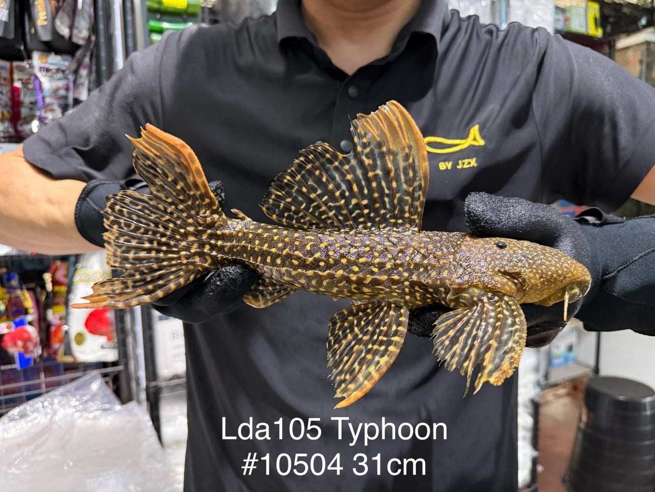 * Pleco *  Pseudacanthicus sp Typhoon LDA105 31cm #10504 (Actual piece)