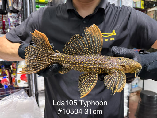 * Pleco *  Pseudacanthicus sp Typhoon LDA105 31cm #10504 (Actual piece)
