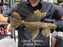 * Pleco *  Pseudacanthicus sp Typhoon LDA105 31cm #10504 (Actual piece)
