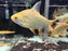 * Other Species * Tin Foil Barb (TFB) 14-16cm