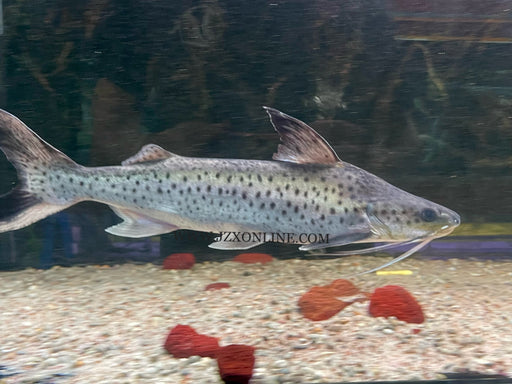 * Catfish *  Platynematichthys notatus “Lince catfish” 37-40cm