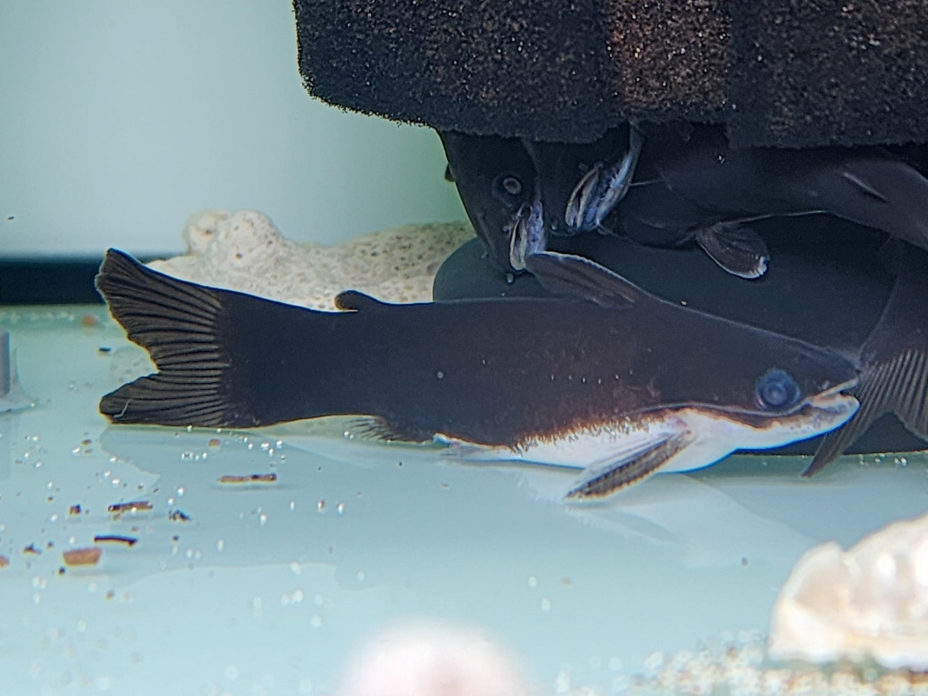 * Catfish *  Tatia aulopygia (Black pygmy driftwood catfish) 5-6cm