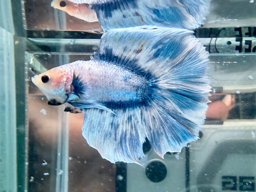 * Betta * DTHM Doubletail Halfmoon (Actual Fish) #63