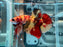 * Betta * HMPK (Actual Fish) #68