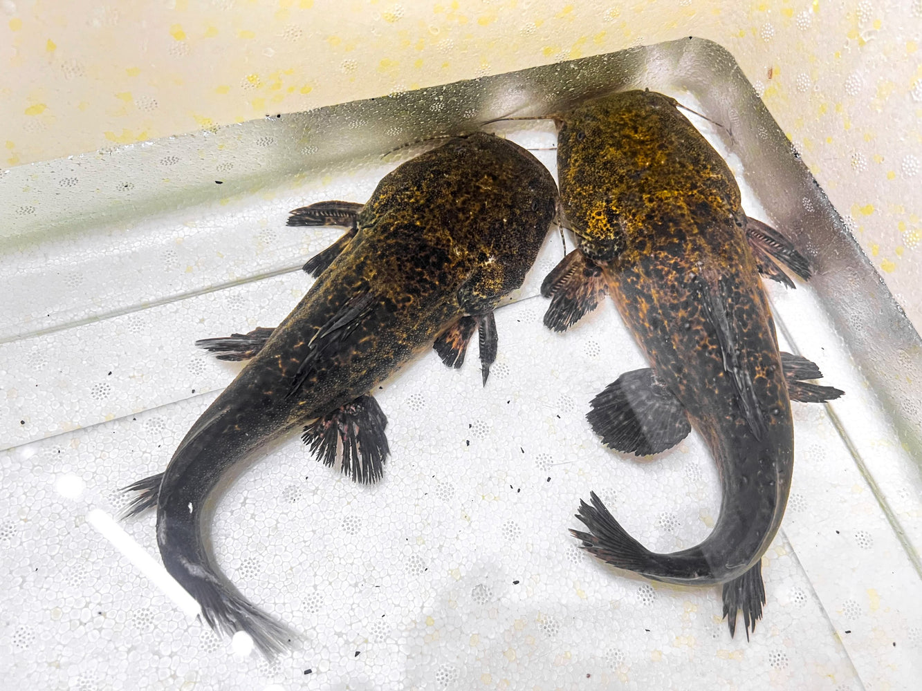 * Catfish *  Lophiosilurus apurensis (Jelly catfish) 23-25cm