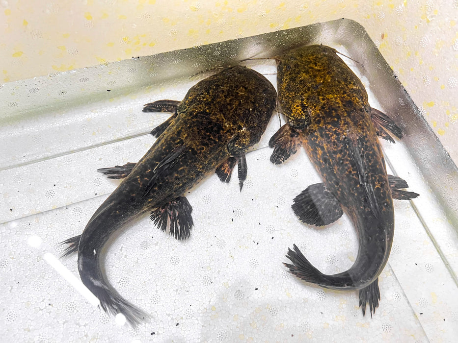 * Catfish *  Lophiosilurus apurensis (Jelly catfish) 23-25cm
