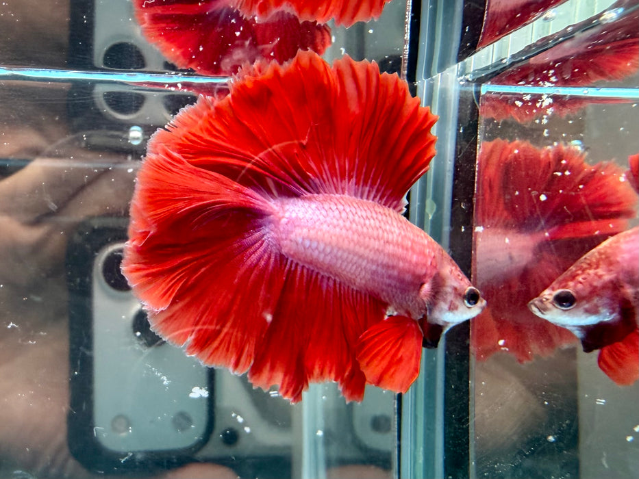 * Betta * DTHM Doubletail Halfmoon (Actual Fish) #58