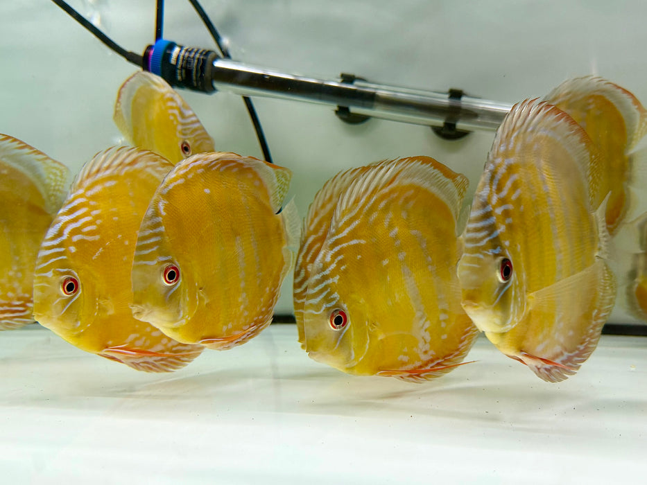 * Discus/Angelfish * Alenquer Cuipeua Wild Discus (Red Solid/Semi Royal) 12-15cm