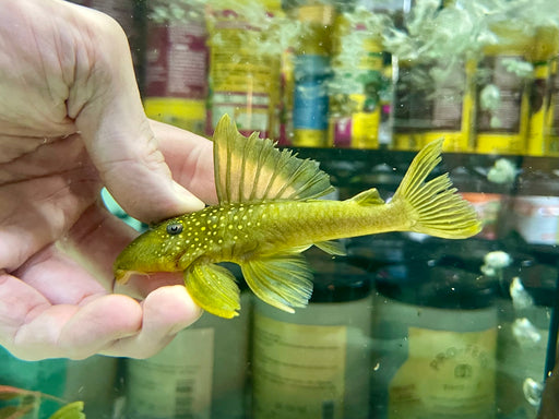 * Pleco *  Hemiancistrus subviridis (L200 Green Phantom) 9-12cm