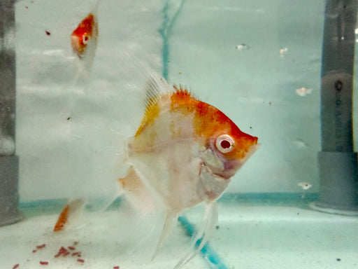 * Discus/Angelfish * Pterophyllum scalare “Red Devil Albino" German Bred