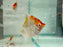 * Discus/Angelfish * Pterophyllum scalare “Red Devil Albino" German Bred