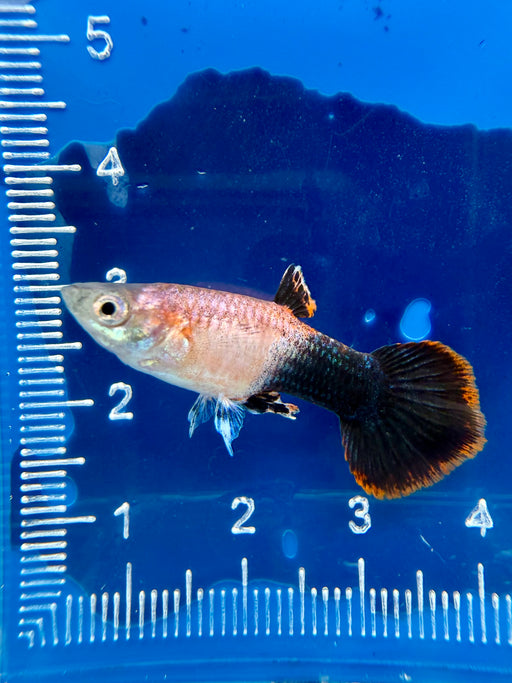 * Livebearers *  Pink Tuxedo Guppy