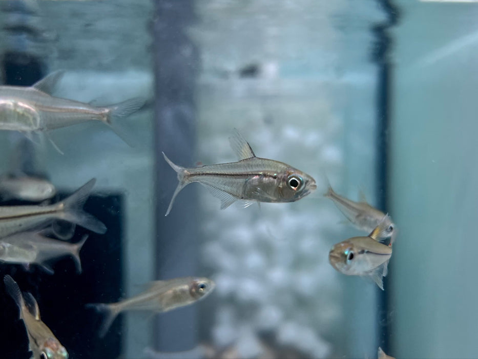 * Tetra/Barb * Hemigrammus Ulreyi (Broken Line Tetra)