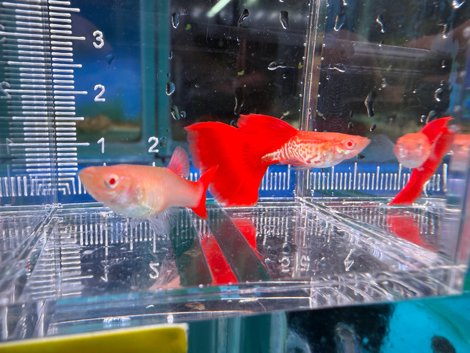 * Livebearers *  Albino Red Cobra Guppy PAIR