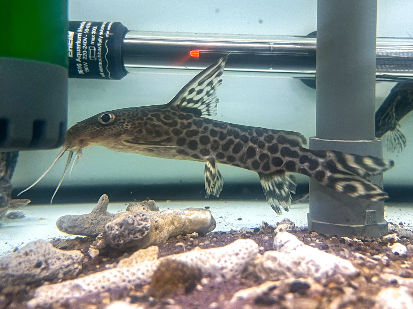 * Catfish *  Synodontis pardalis 14-16cm *RARE!*