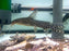 * Catfish *  Synodontis pardalis 14-16cm *RARE!*