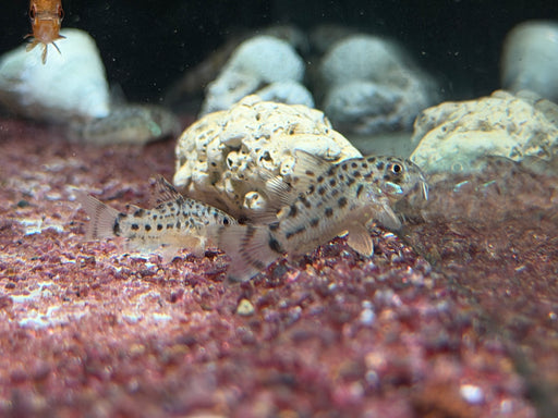 * Corydoras * Hoplisoma Knaacki 3cm