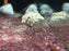 * Corydoras * Hoplisoma Knaacki 3cm