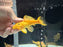 *Pleco* Xanto Pleco (Yellow) 10-12cm