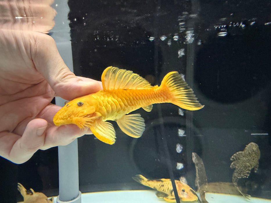 *Pleco* Xanto Pleco (Yellow) 10-12cm