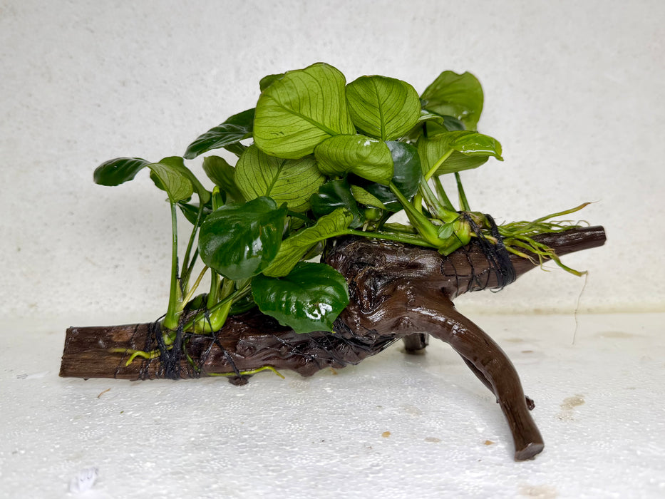 * Plants* Anubias Nana on Spider wood #25