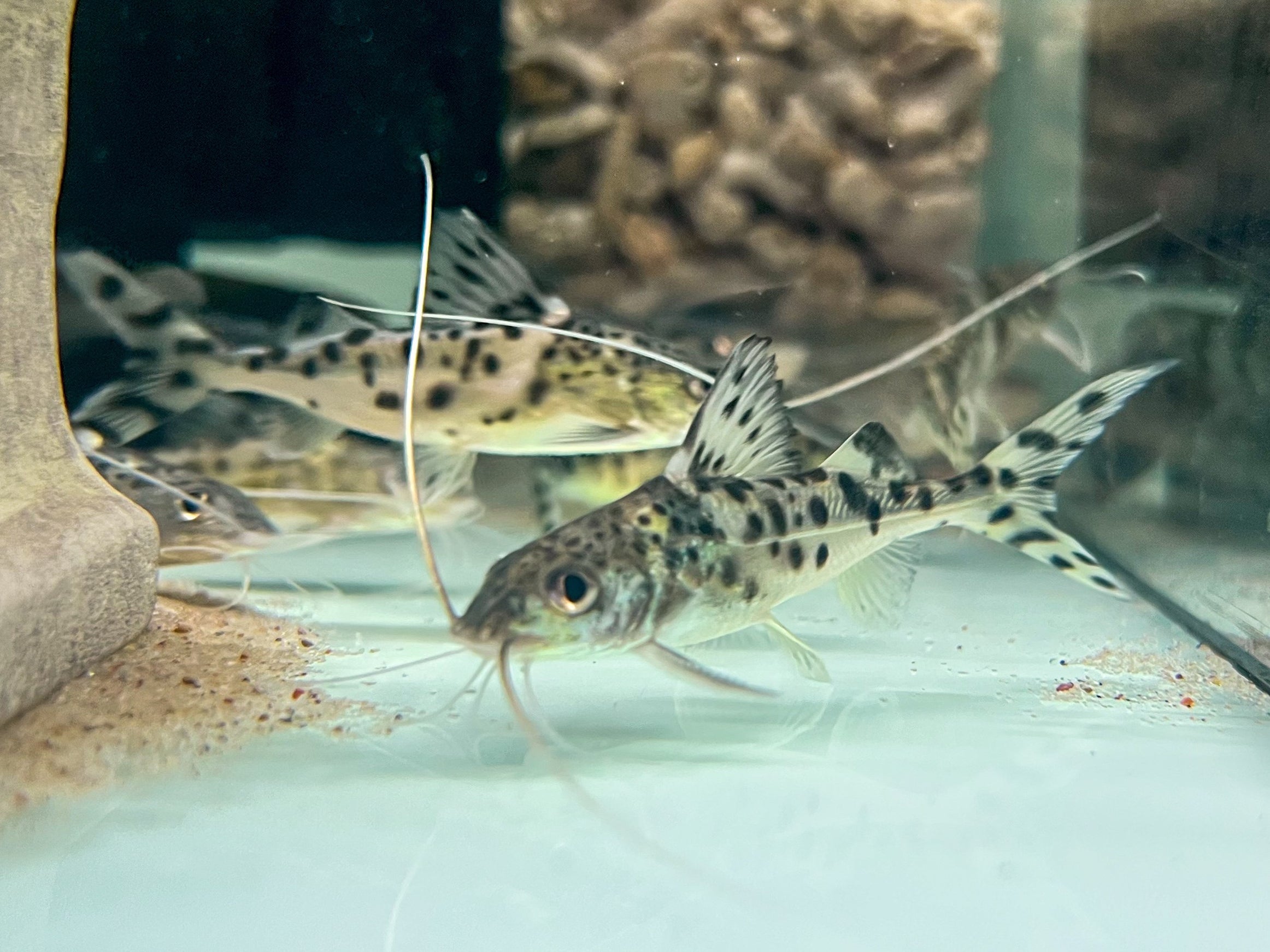 * Catfish * Pimelodus pictus 5-7cm — jzxonline