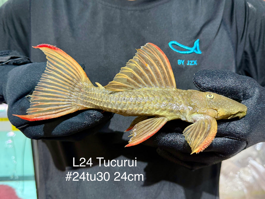 * Pleco *  Pseudacanthicus pitanga (L24 Tucurui) 24cm #24tu30 (Actual piece)