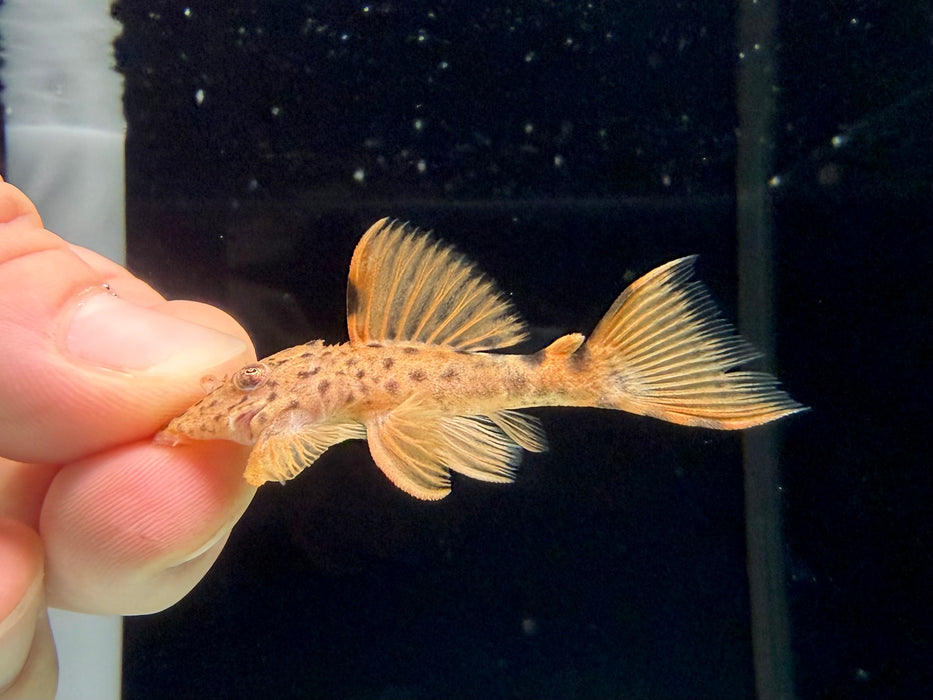 * Pleco *  L91 “Dragon Fin” 4-6cm