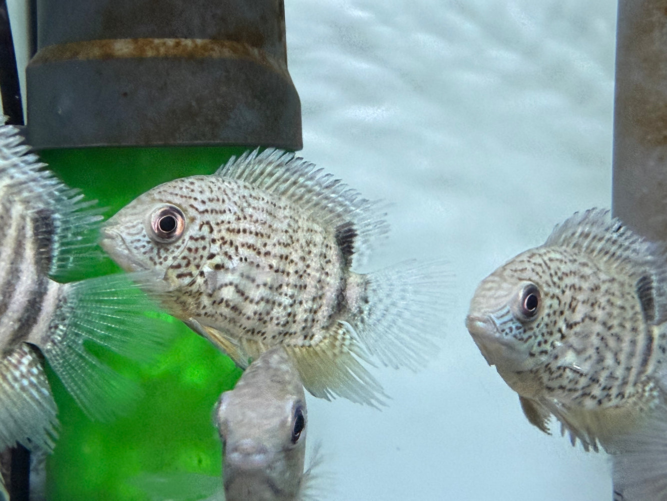 * Cichlids * Heros efasciatus "Tapajos"