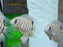 * Cichlids * Heros efasciatus "Tapajos"