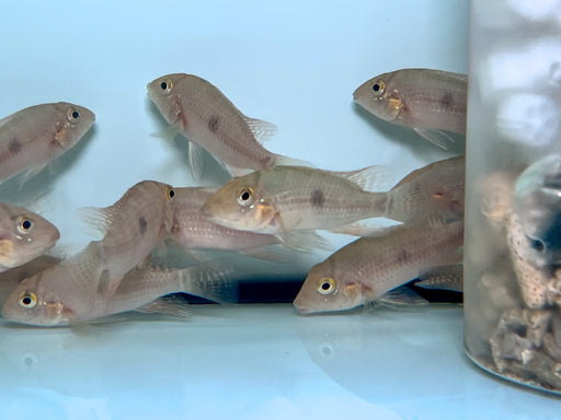 * Cichlid * Geophagus Diamantinensis “WILD “ RARE
