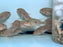 * Cichlid * Geophagus Diamantinensis “WILD “ RARE