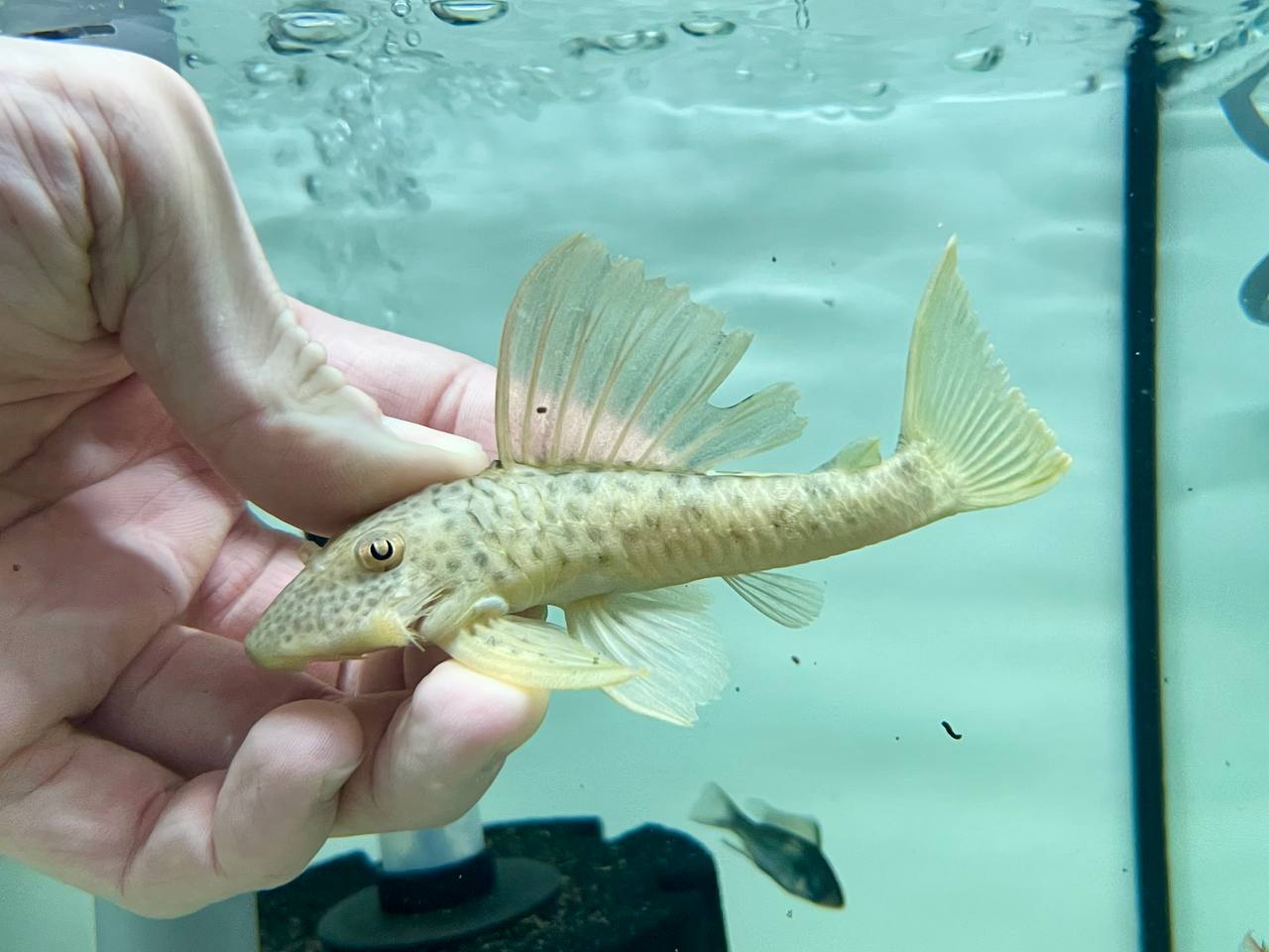 * Pleco * L12 12-14cm