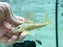 * Pleco * L12 12-14cm