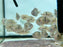 * Cichlids * Cryptoheros Sajica (T-bar Cichlid) German Bred