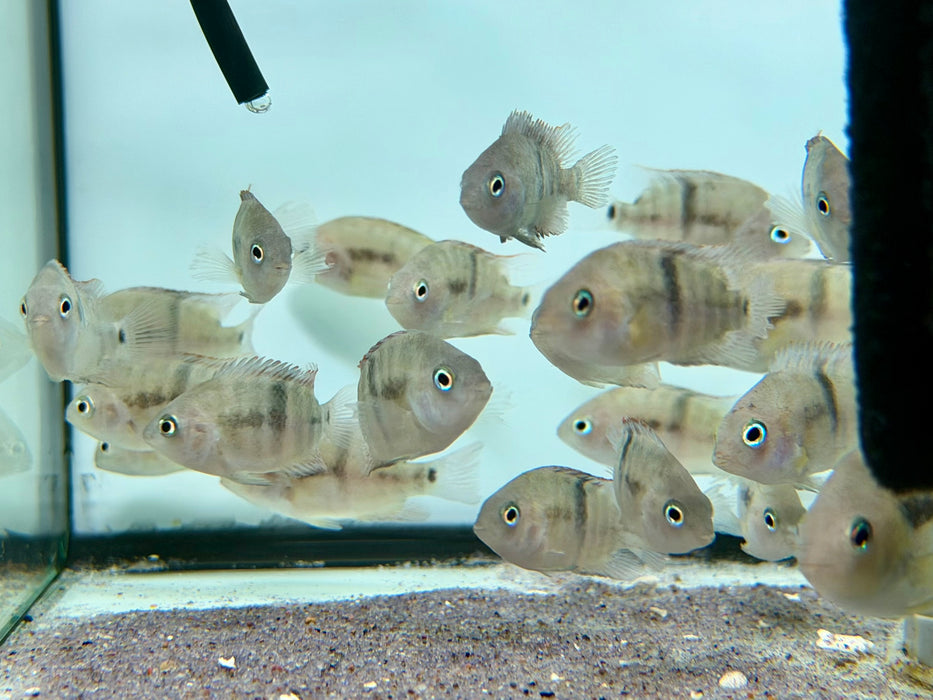 * Cichlids * Cryptoheros Sajica (T-bar Cichlid) German Bred