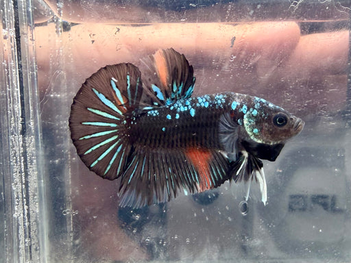 * Betta * HMPK (Actual Fish) #17
