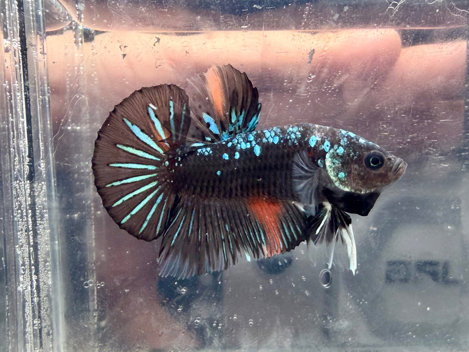 * Betta * HMPK (Actual Fish) #17