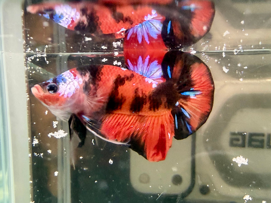 * Betta * HMPK (Actual Fish) #73