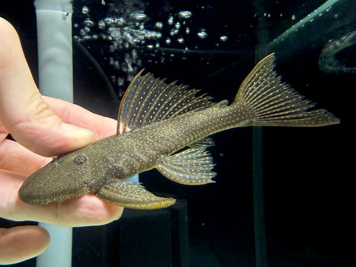 * Pleco * Pseudancistrus Barbatus 17-19cm